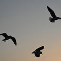 Birds 3 (Art Paper)