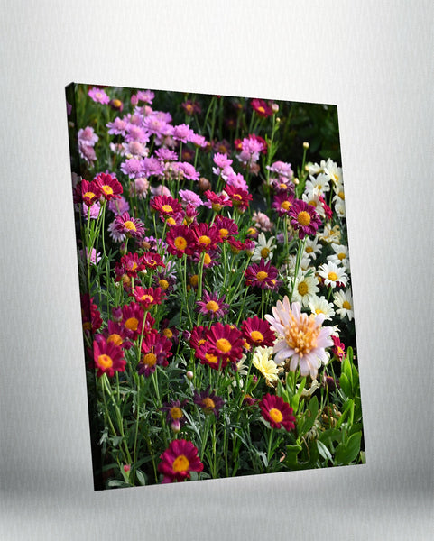 Pink Daisies (Canvas)