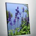 Blue sage (Canvas)