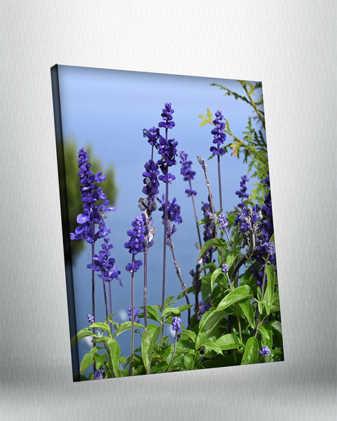 Blue sage (Canvas)