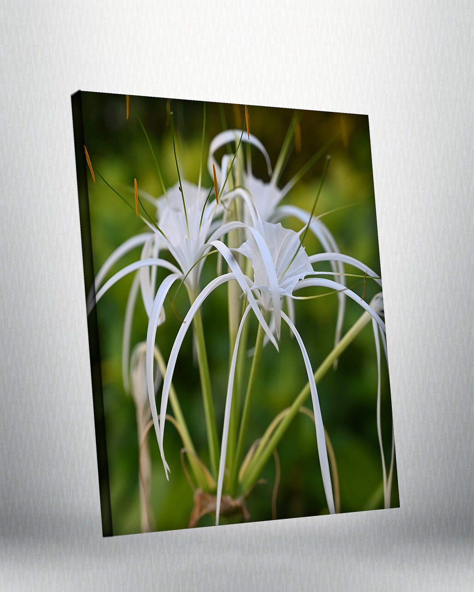 Spider Lily (Canvas)