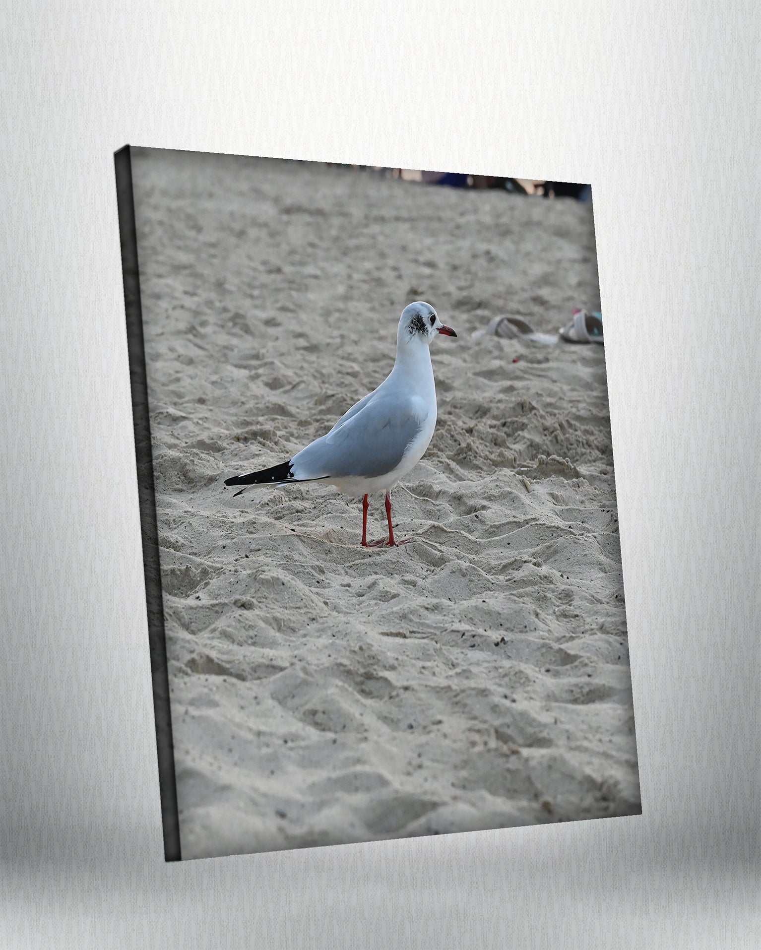 Seagull (Canvas)