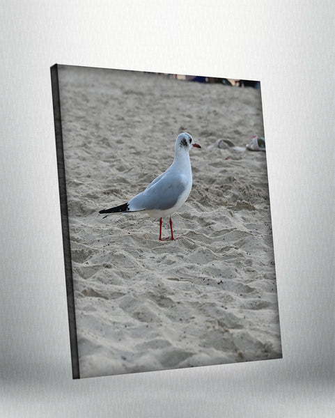 Seagull (Canvas)
