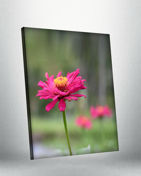Pink Zinnia (Canvas)