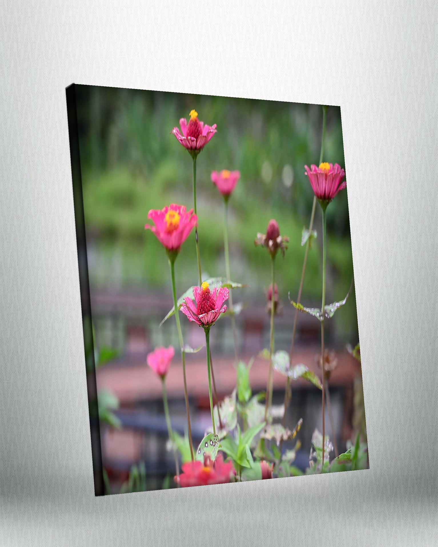 Pink Cosmos (Canvas)
