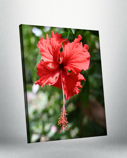 Hibiscus (Canvas)