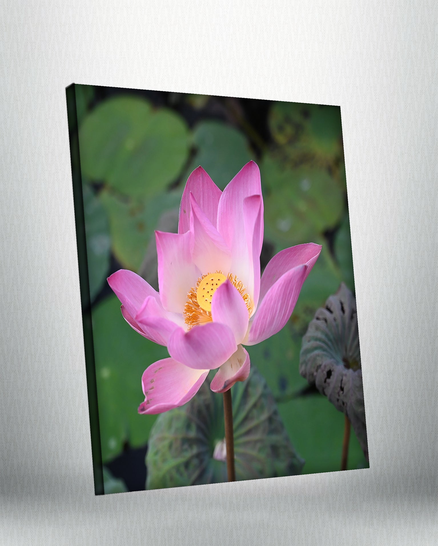 Lotus (Canvas)