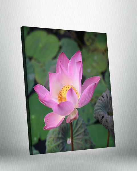 Lotus (Canvas)