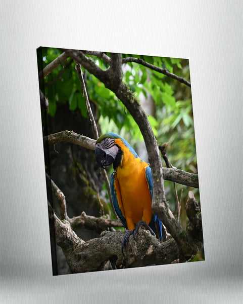Macaw (Canvas)