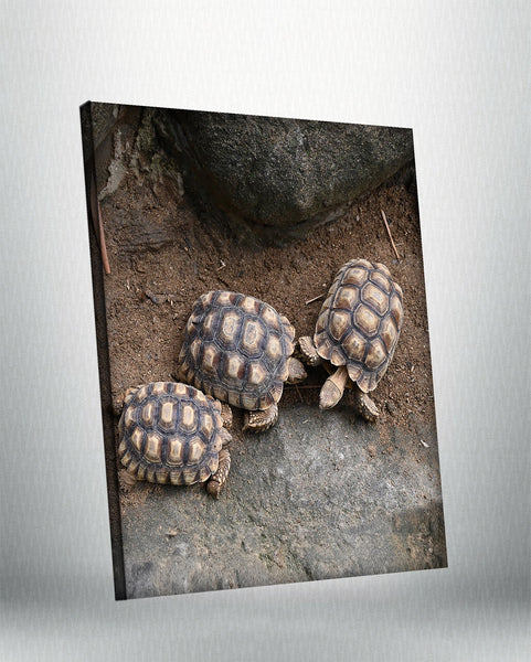 Turtles (Canvas)