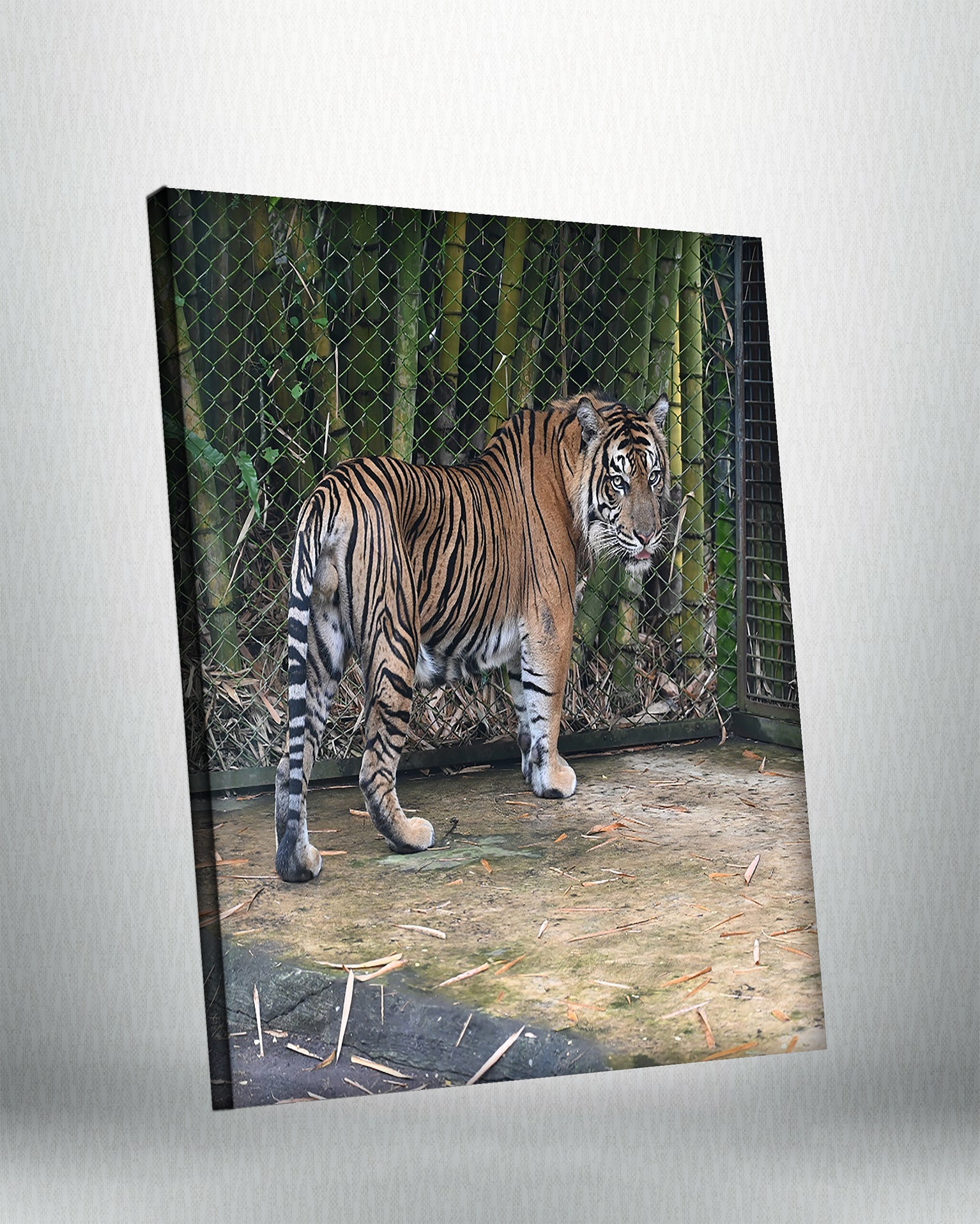 Tiger (Canvas)