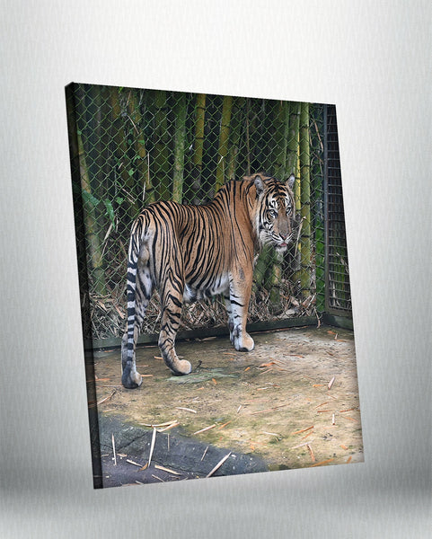 Tiger (Canvas)