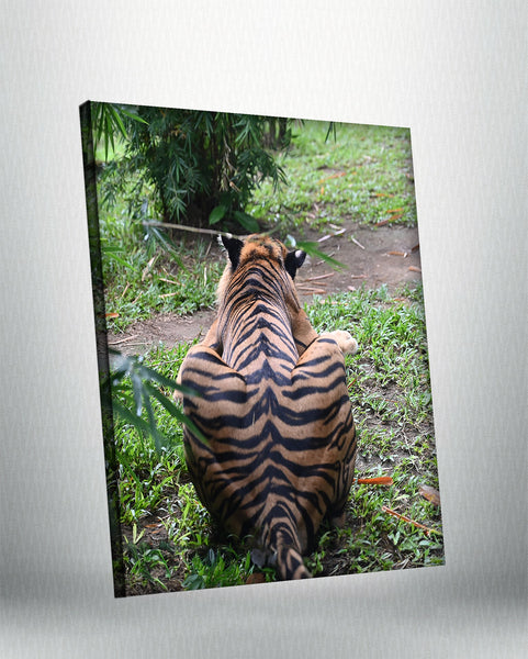 Tiger 2 (Canvas)