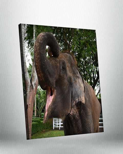 Elephant (Canvas)
