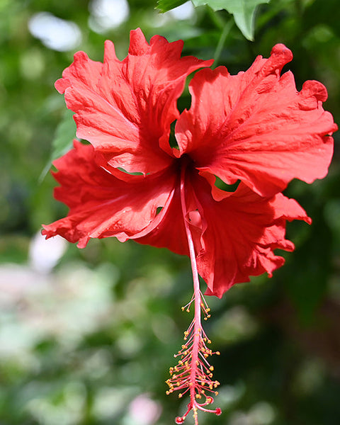 Hibiscus (Art Paper)