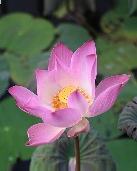 Lotus (Art Paper)