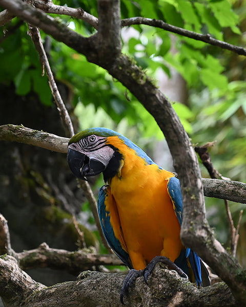 Macaw (Art Paper)
