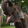 Elephant (Art Paper)